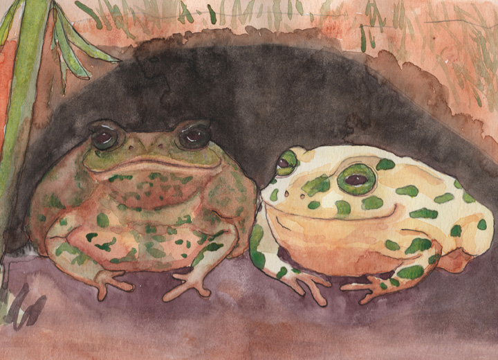The Toads