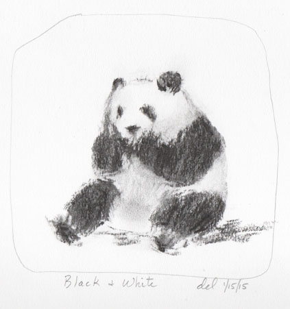 Panda - Black and White - 1/15/15 - vine charcoal
