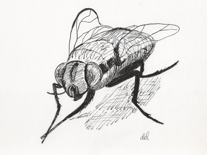 Small House Fly - pen and ink
