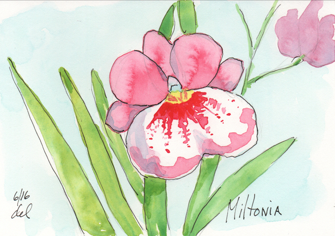 Miltonia orchid