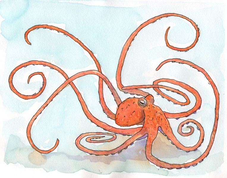 Octopus - watercolor and ink